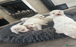 Bichon Frise dogs for sale: Bichon Frise puppies   - Image 7