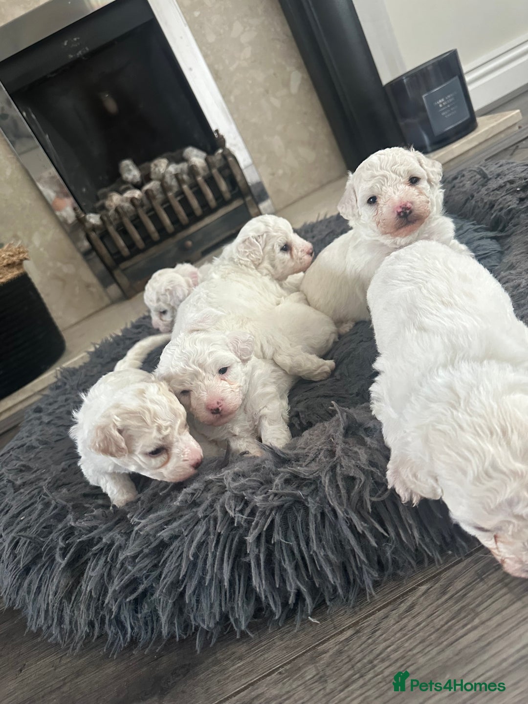 Bichon Frise dogs for sale: Bichon Frise puppies   - Image 7