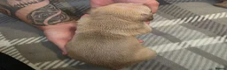 Mixed Breed dogs for sale: Staffy x American Bulldog Puppies - Advert 16