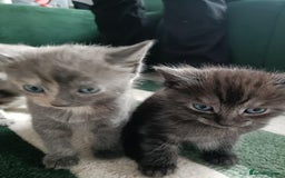 Domestic Shorthair cats for sale: Litter of 4 kittens - Image 3
