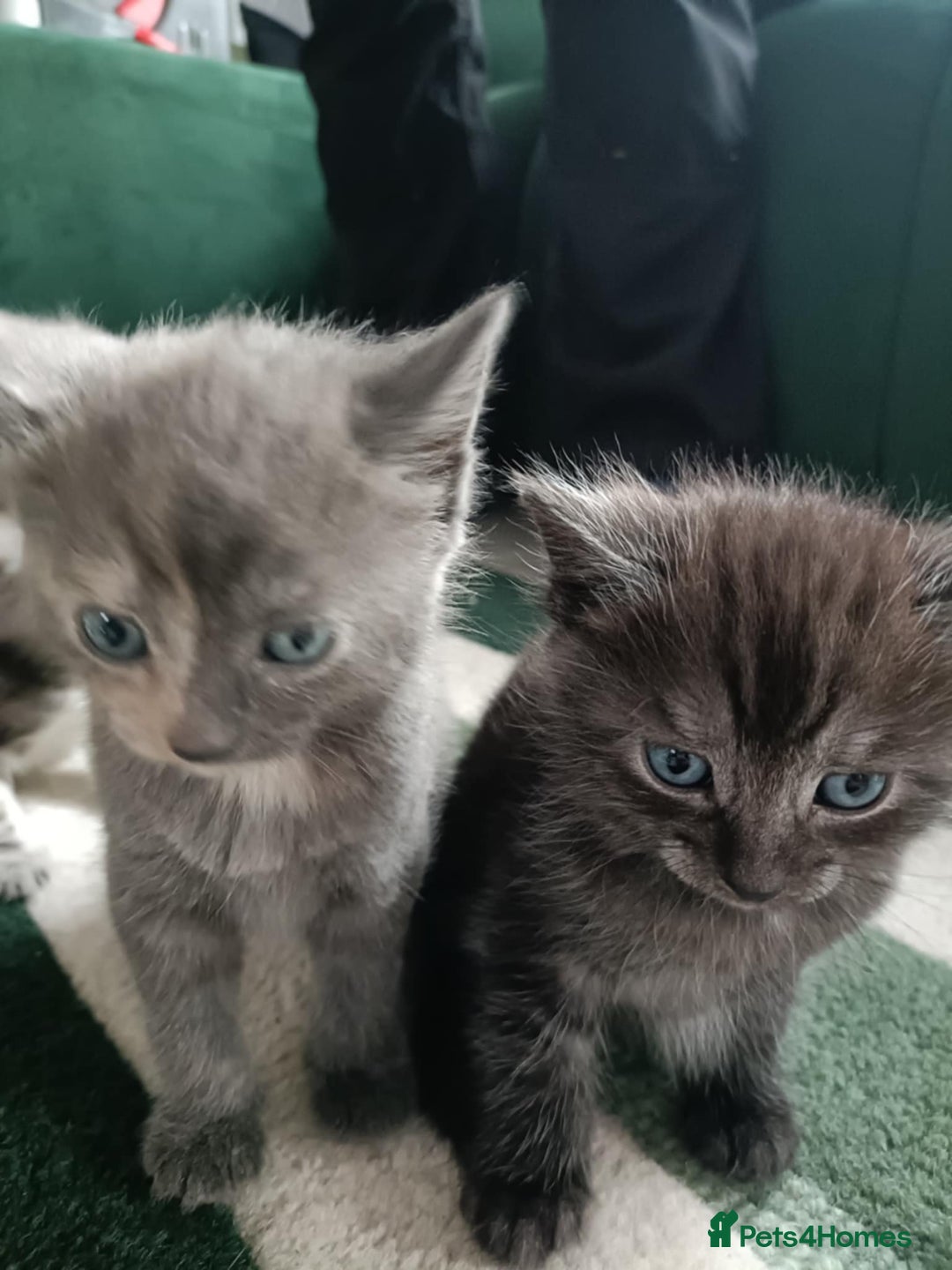 Domestic Shorthair cats for sale: Litter of 4 kittens - Image 3