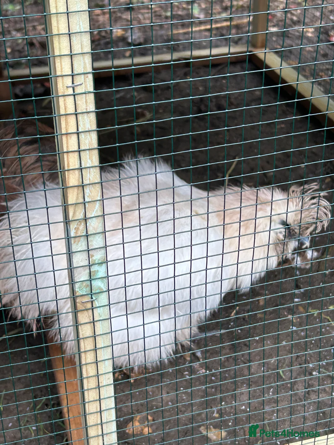 Chickens poultry for sale: 4 hens for sale  - Advert 8