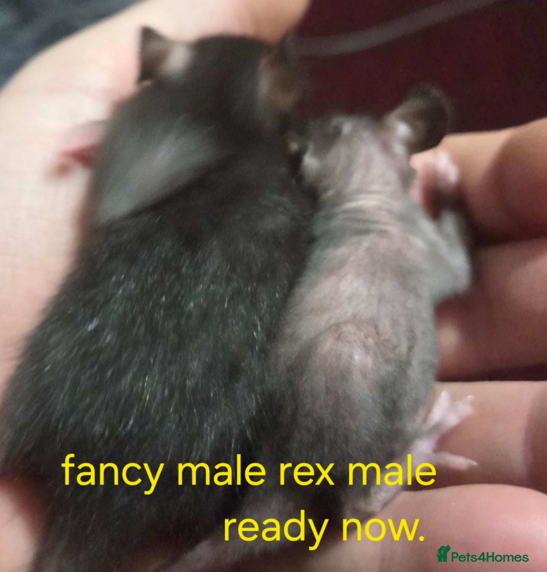 Rat rodents Dumbos and fancy rats sometimes balds.  - Advert 2