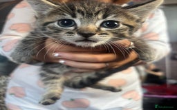 Bengal cats for sale: 3 bengal x cross kittens  - Image 5