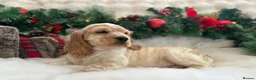 Cocker Spaniel dogs for sale: Sykehead cocker spaniel KC comprehensive health - Advert 29