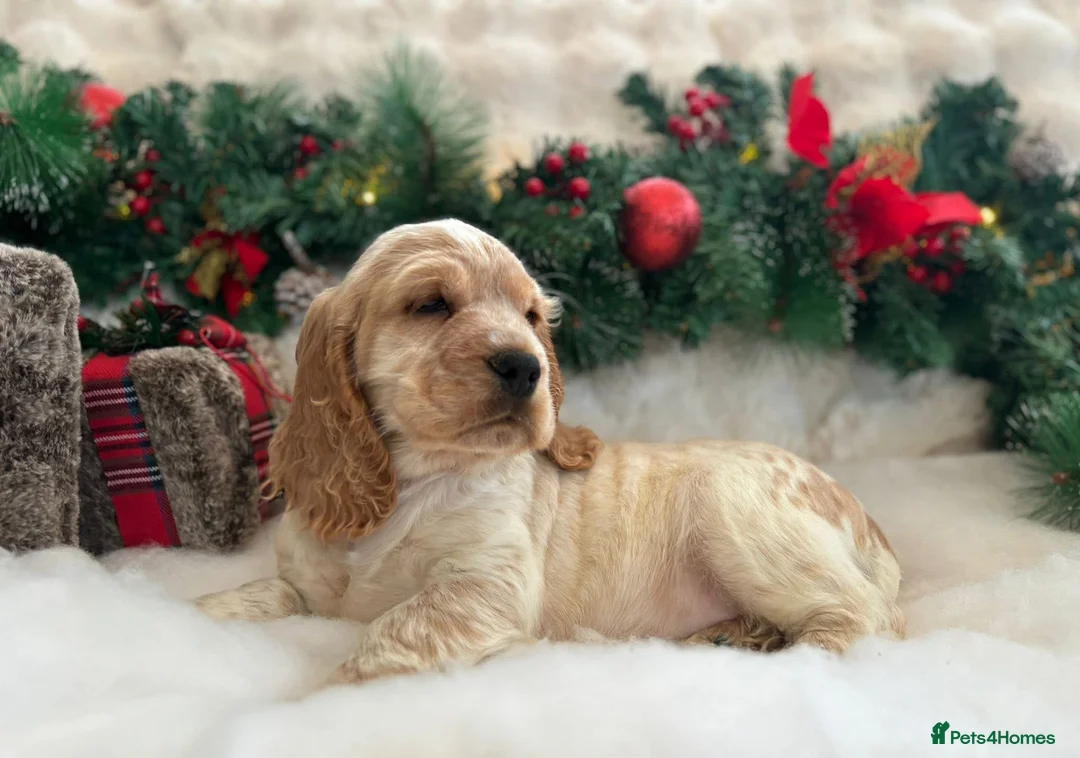 Cocker Spaniel dogs for sale: Sykehead cocker spaniel KC comprehensive health - Advert 29