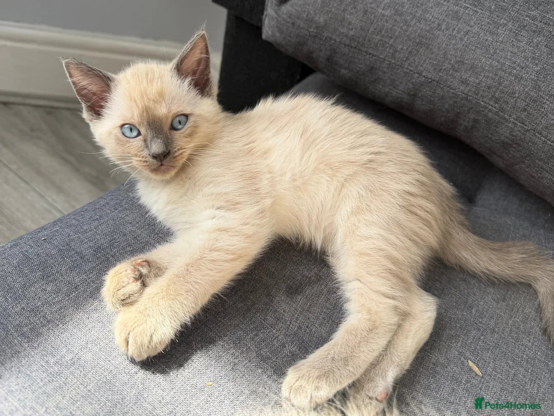 Ragamese cats for sale: 🐾 Gorgeous Ragamese Kittens  in Nottingham - Advert 7