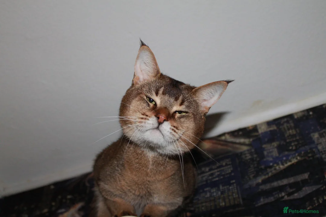 Chausie cats for sale: CHAUSIE F6  - Advert 2