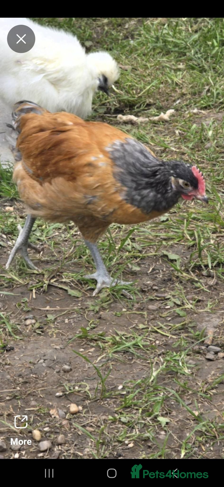 Chickens poultry Verwork rooster.  - Advert 1