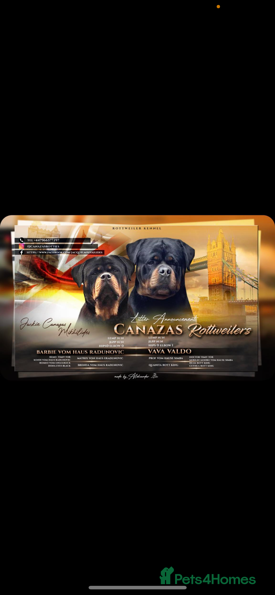 Rottweiler dogs Stunning KC registered fully health tested male   in Burnley - Advert 1