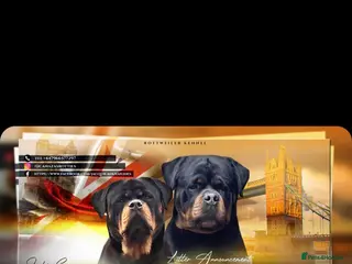 Rottweiler dogs Stunning KC registered fully health tested male in Burnley - Advert 7