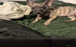 Mixed Breed dogs for sale: (Female) Jack chihuahua 4 months  - Advert 3