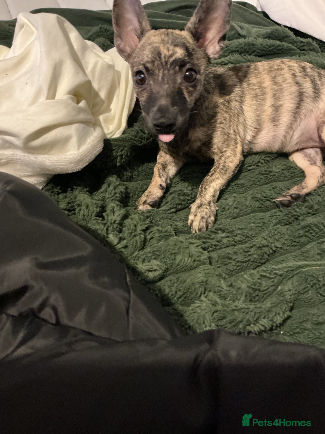 Mixed Breed dogs for sale: (Female) Jack chihuahua 4 months  - Advert 3