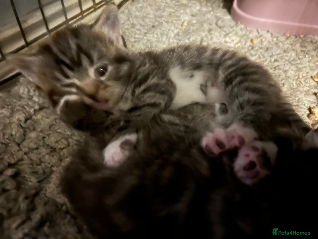 Mixed Breed cats for sale: Siamese x maincoon female kittens  - Advert 12