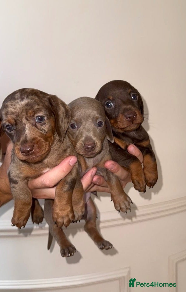 Miniature Dachshund dogs KC registered miniature dachshund puppies - Advert 7