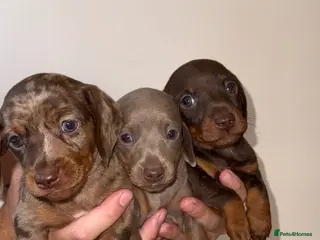 Miniature Dachshund dogs KC registered miniature dachshund puppies - Advert 7