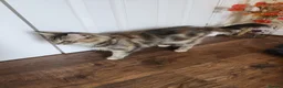 Maine Coon cats for sale: Ginger /silver / white  female  - Advert 19