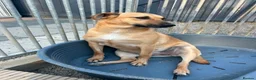 Mixed Breed dogs for adoption: Darci - In Ayr Looking for a home  - Advert 5