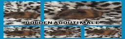 Guinea Pig rodents for sale: BABY GUINEA PIGS READY NOW  - Advert 2