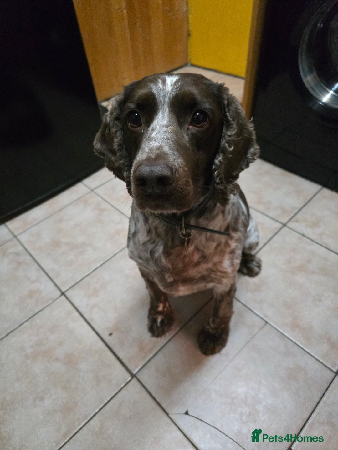 Sprocker dogs for sale: Our Sprocker Spaniel, Levi - Image 2