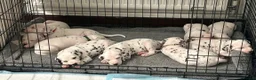 Dalmatian dogs for sale: Dalmation Puppies - Advert 1