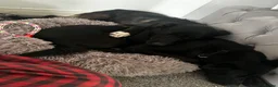 Mixed Breed dogs for sale: Belgian Malinois X Border Collie Pups - Advert 4
