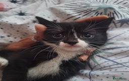 British Longhair cats for sale: Longhaired kittens in London - Image 3