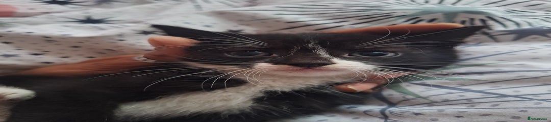 British Longhair Kitten 2