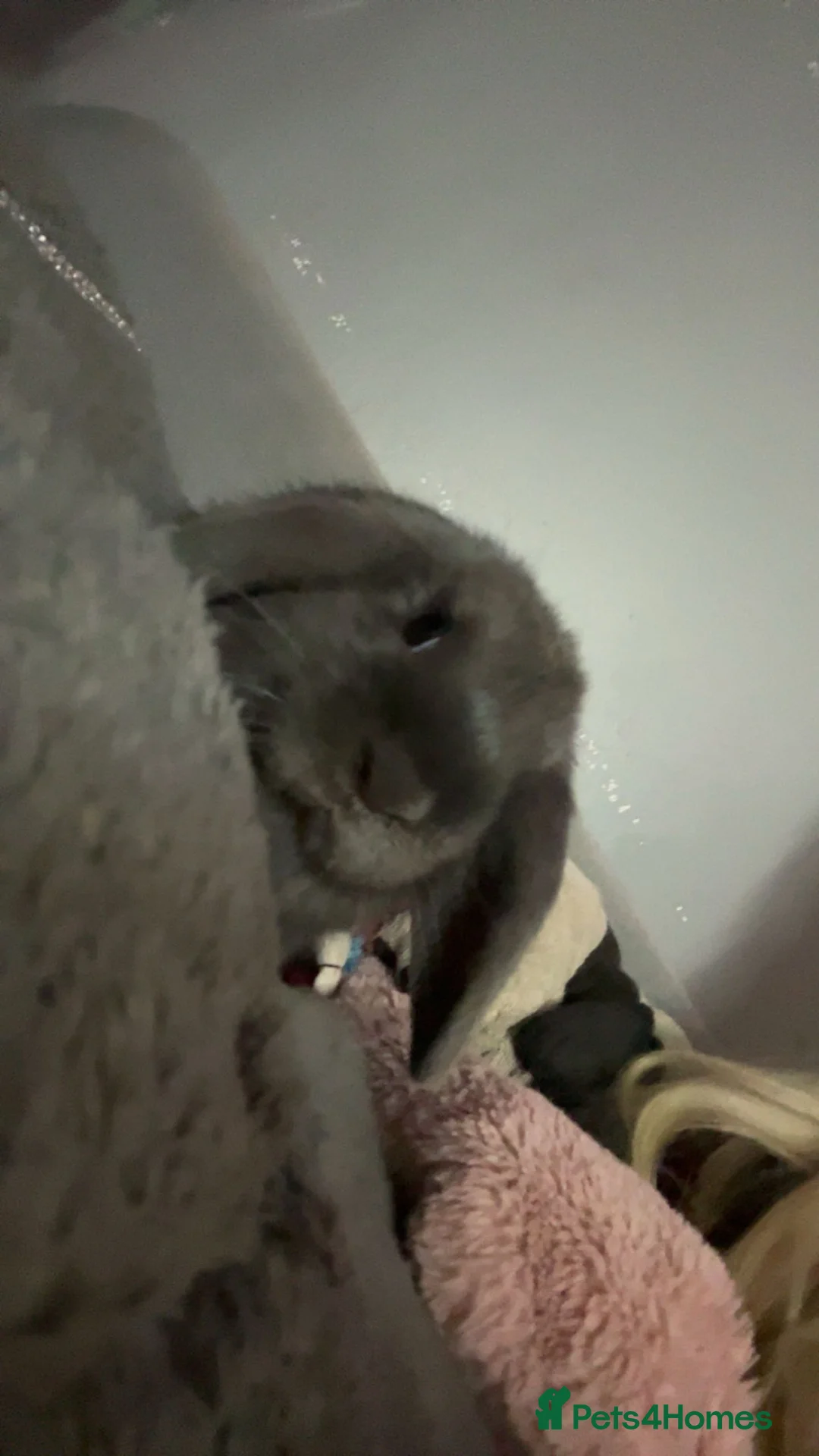 Mini Lop rabbits for sale: Two sisters mini lop must be sold together  in Alfreton - Advert 1