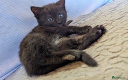 Bombay cats for sale: Different prices Bombay X long hair  - Image 9
