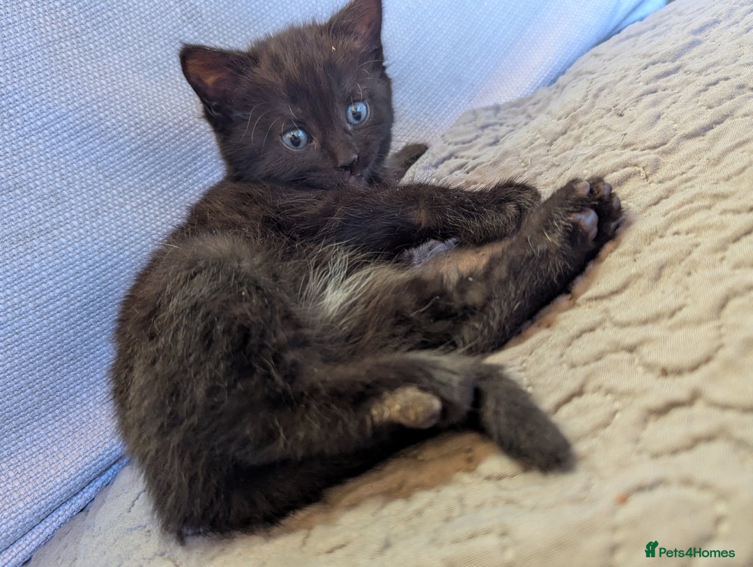 Bombay cats for sale: Different prices Bombay X long hair  - Image 9