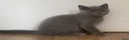 British Shorthair cats for sale: Championship line GCCF British Shorthair Kittens - Advert 13