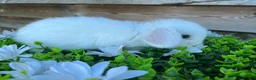 Mini Lop rabbits for sale: Gorgeous pure Mini lops  - Advert 10
