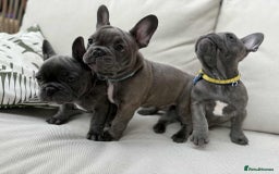 French Bulldog dogs for sale: 2 left Ready for FOREVER Home🏡French Bulldog 🐶🐾 in Preston - Image 1