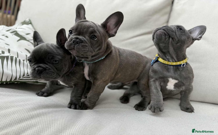 French Bulldog dogs in Preston - Advert 16