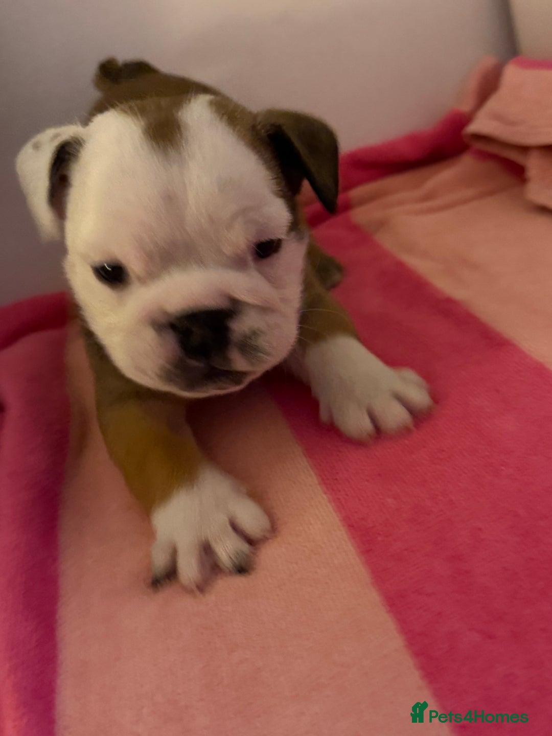English Bulldog dogs for sale: Amazing British bulldogs  - Image 24