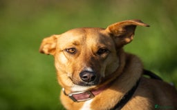 Mixed Breed dogs for adoption: Beautiful Maya is looking for her forever family  - Advert 3