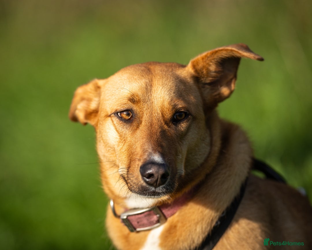 Mixed Breed dogs for adoption: Beautiful Maya is looking for her forever family  - Advert 3