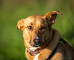 Mixed Breed dogs Beautiful Maya is looking for her forever family - Advert 1
