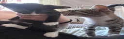 Mixed Breed cats for sale: Last kitten ready to go  - Advert 4