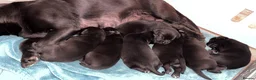 Mixed Breed dogs for sale: Chunky pups in Lancing - Advert 7