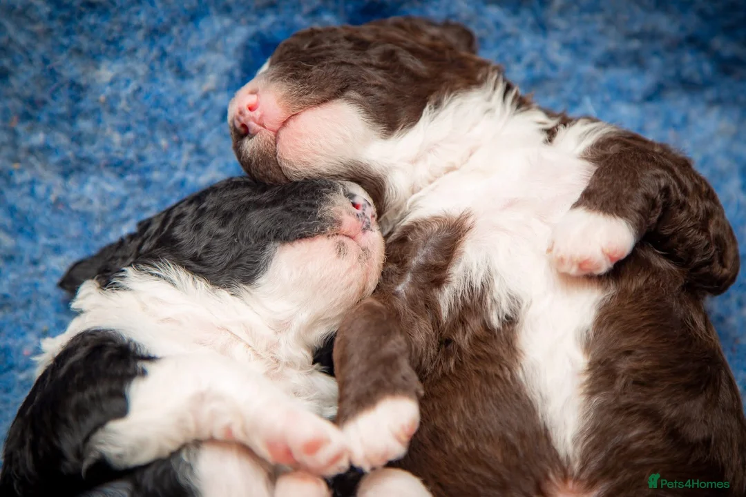 Spanish Water Dog dogs for sale: Top litter of Spanish water puppies  in Wellingborough - Advert 2