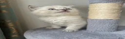 Siberian cats for sale: Save and check for next litter.  Siberian - Advert 26