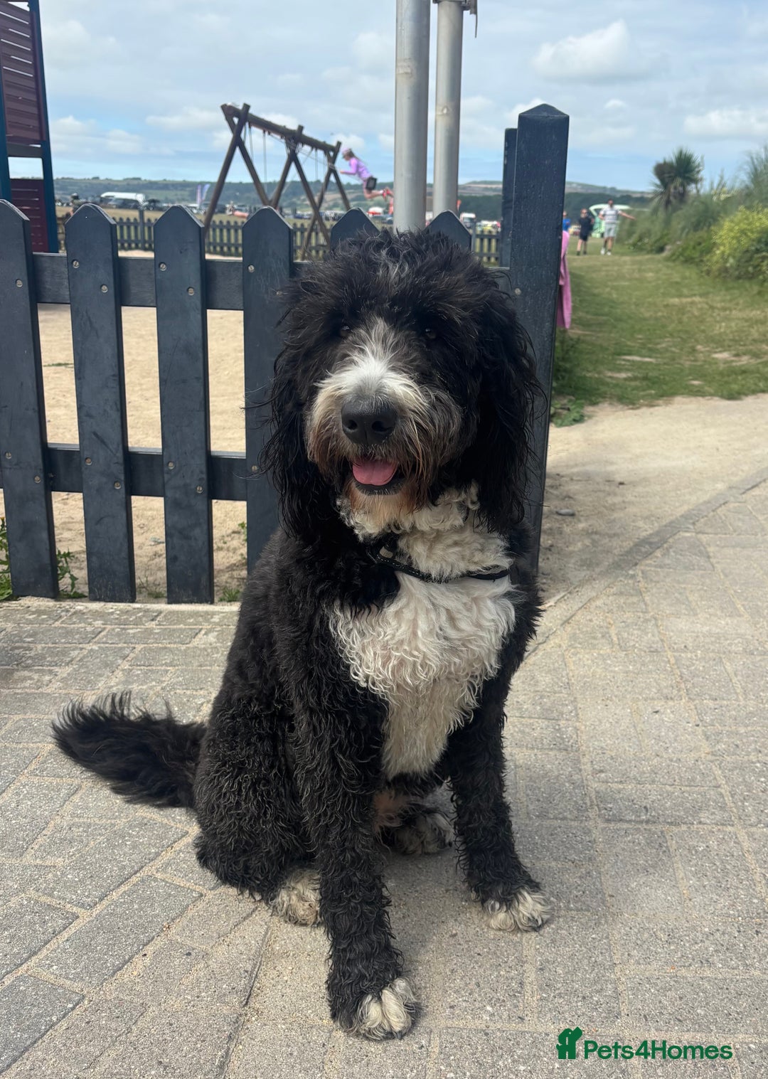 Bernedoodle dogs for sale: Expecting Litter End Feb 2026 - Newcastle  - Advert 11