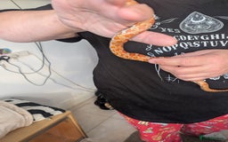 Corn Snake reptiles for sale: Cornsnake  with vivarium - Image 3