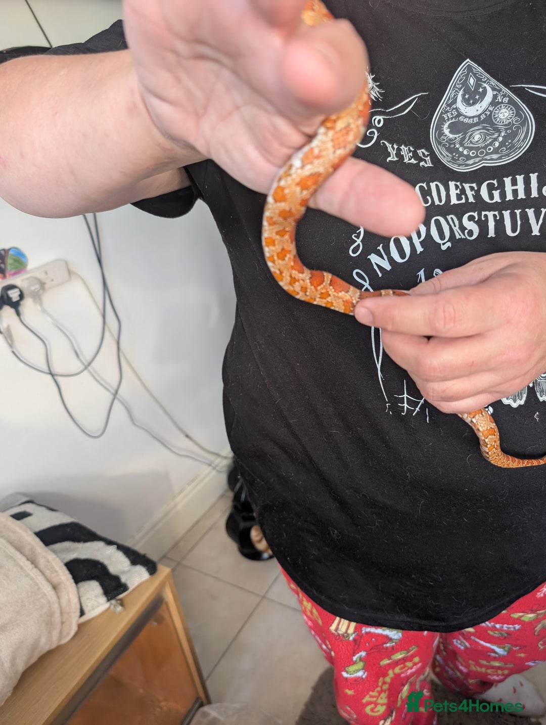 Corn Snake reptiles for sale: Cornsnake  with vivarium - Image 3