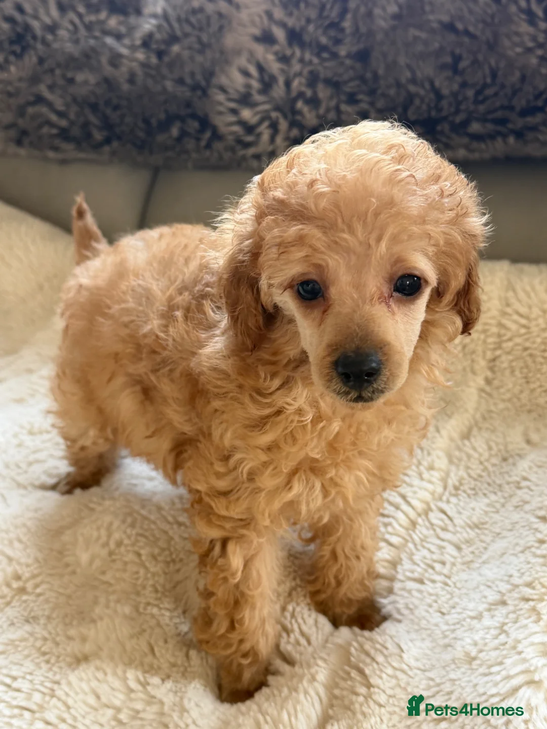 Toy Poodle dogs for sale: Exquisite Toy poodle female puppy - Advert 1