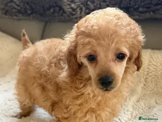 Toy Poodle dogs Exquisite Toy poodle female puppy - Advert 3