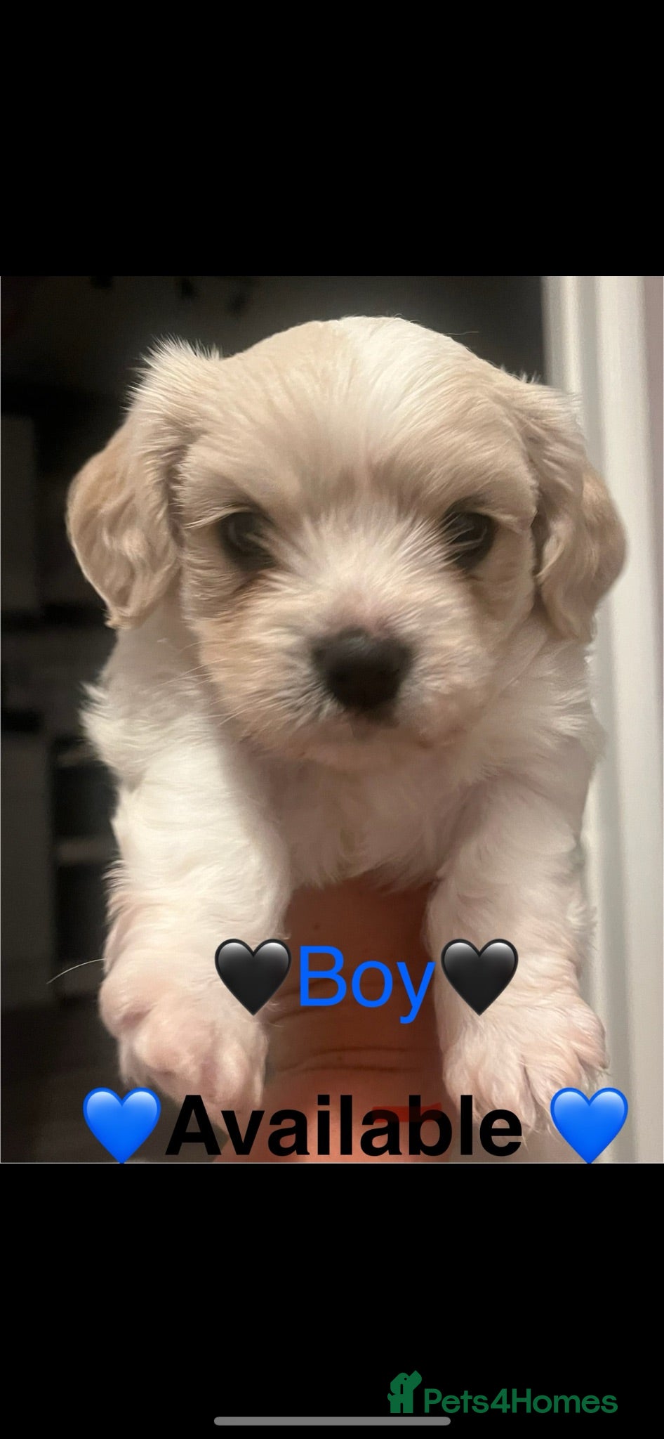 Cavachon dogs Beautiful cavachon puppies *one boy left* - Advert 5