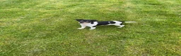 Jack Russell dogs for sale: Jack Russell pups - Advert 3